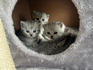 Kitten, Reinrassige Bkh Kätzchen, Silver Tabby Kitten - Bad Krozingen
