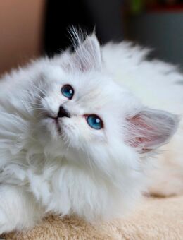 BLH-Kitten (männlich) sucht seine neue Familie. - Berlin