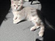 Toller BKH Kater - Gladbeck