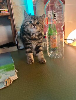 BKH Kitten Teddy - Essen