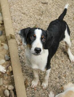 Aurelio sucht sein eigenes Körbchen - Schwabach