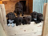 Wundervolle Labrador - Mix - Welpen suchen ein liebevolles Zuhause - Badbergen