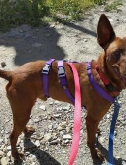 Oscar das Energiebündel - Langen (Hessen)