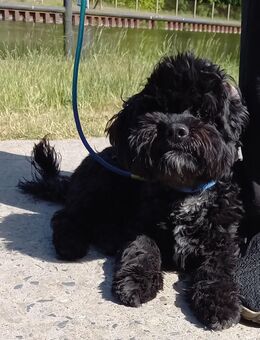 Shih-tzu mix Welpe - Liebenwalde