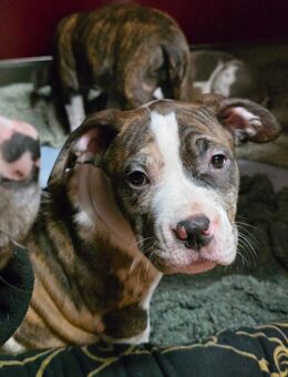 American Bully XL welpen - Borna