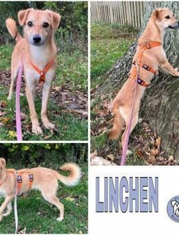 LINCHEN -neugierig, offen und verspielt- - Duisburg