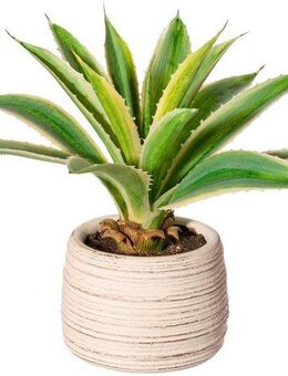 Künstliche Zimmerpflanze Agave im Zementtopf Sukkulente, Creativ green, Höhe 25 cm