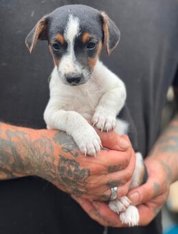 Jack Russel Welpen - Quedlinburg Gernrode