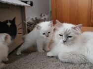 Wunderschöne Heilige Birma Kitten mit Stammbaum suchen ein schönes zu Hause. - Heeßen