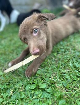 Border Collie mischling - Tholey