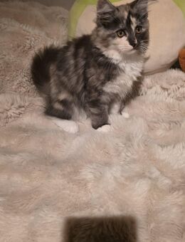 Main Coon Kitten reinrassig - Gardelegen (Hansestadt) Berge