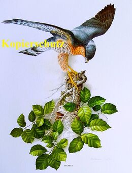 Rarität Aquarell Naturmotiv Sperber Kunstdruck Reproduktion - Lüneburg