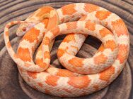 1,0 Amel Sunkissed het. Caramel, Stripe Kornnatter - Hohnstorf (Elbe)