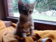 Bildschöne Babykatze - Friesoythe