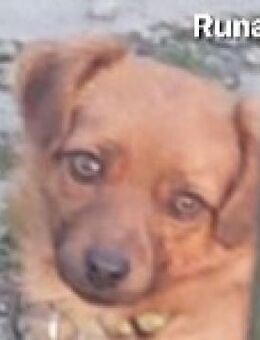 Einzigartige Augen - doch kein Zuhause - Wettenberg