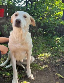 Bianca möchte dein Herz erobern - Celle