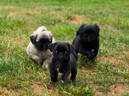 Mops Welpen ( Mopswelpen . Altdeutsche Mops ) - Beckingen