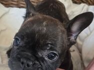 Französische Bulldoggen Welpen Abzugeben - Schöllkrippen
