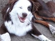 Parson Russell Terrier Mix Welpen - Dahmen