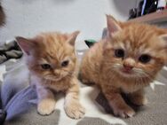 2 Süße Kitte suchen neues Zuhause! - Potsdam