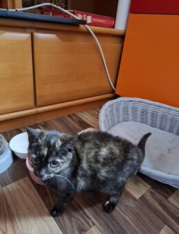Weibliche Katze - Neubrunn (Thüringen)