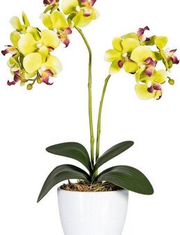 Kunstpflanze Phalaenopsis Orchidee, Creativ green, Höhe 50 cm