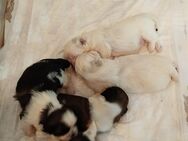 Shih- Tzu Welpen zu Verkaufen - Stuhr