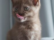 Ab sofort Abzugeben BKH Kitten in Braun Mädchen - Dortmund