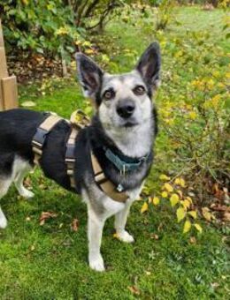 Alle lieben Mila - Zuhause gesucht - Ottweiler