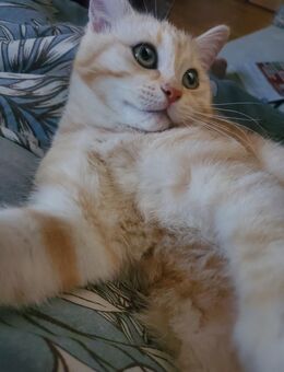 Reinrassige Bkh kittens suchen liebevolle zuhause - Berlin