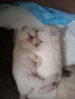Britisch Kurzhaar Katze - Dorsten