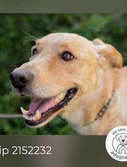 Chip 2152232: Sucht ein Zuhause - Kirchzell