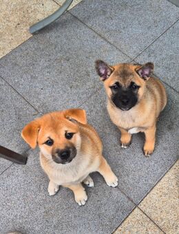 Shiba Inu Mix Welpen (ABGABEBEREIT) - Ostercappeln