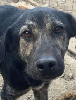 SICCO-sportlicher Rüde, 60 cm - Rösrath