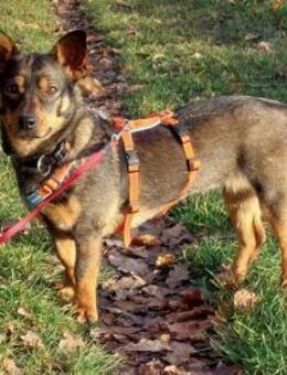 kleine, witzige, fröhliche Saia sucht - Berlin