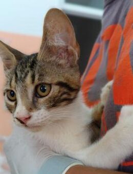 Kätzchen Ruby sucht ihr Zuhause - Margetshöchheim