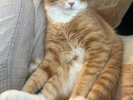 Roter Schmusebär Monty sucht dich! - Coburg