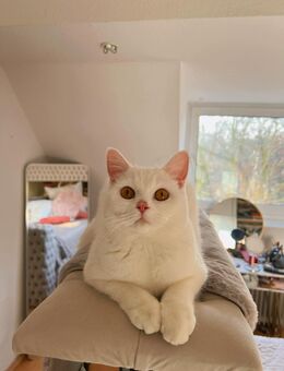 Bkh Katze - Oberhausen