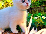 Britisch kurzhaar Kitten Männchen - Sinsheim
