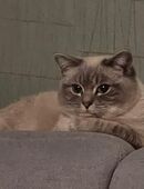 Deckkater Ciri 100€ NICHT ZUM VERKAUF in 46047