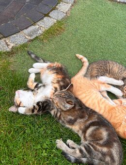 Katzen Babys - Bassum Zentrum