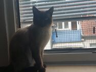 Siam kater - Köln