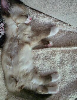 Ragdoll Kitten - Remscheid