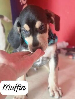 Muffin 🩵🩵🩵 verspielt und neugierig - Bad Karlshafen
