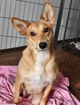 Schenkst du Speranta ein neues Leben? - München