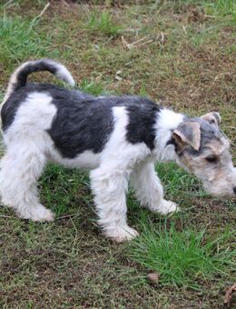 Drahthaar Foxterrier Welpen. #foxterrier. #hunde.#welpen - Steyerberg