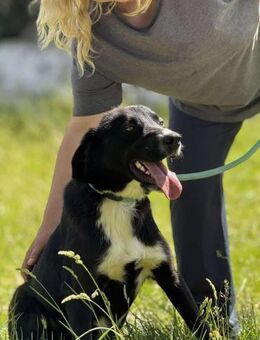 Perfekter FAMILIENHUND = sozialer JEAN♥️ - München
