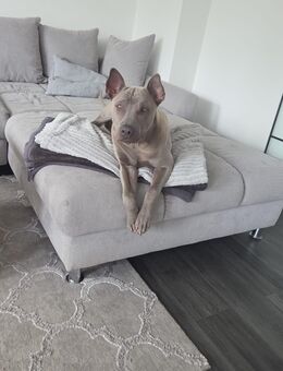 reinrassiger Thai-Ridgeback, 1.500,00 € VB - Königsbrunn