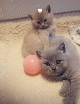 Bkh kitten - Bonn Hardthöhe