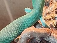 Verkaufe 0.0/ 06 Gastropholis prasina Grüne Baumeidechse !!! - Rheine
